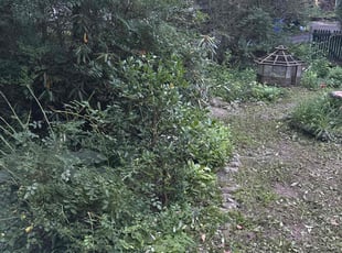 Bush Trimming by Nick Tucci for Nancy E. in West Milford, NJ