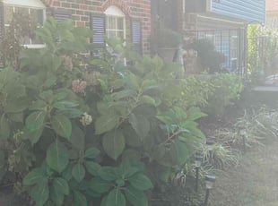 Weeding by Brandon Williams for Kathy H. in Louisville, KY