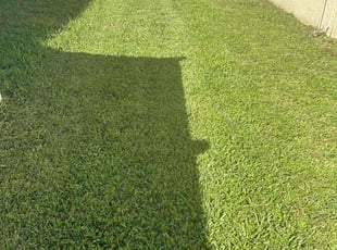 Angela V.'s Yard Cutting service result