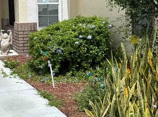 Bush Trimming by John Weber for carlos B. in Kissimmee, FL