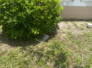 Bush Trimming by Calvin Williams for Natoria C. in Jacksonville, FL