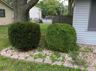 Bush Trimming by Nick Richardson for Sandra H. in Fort Wayne, IN