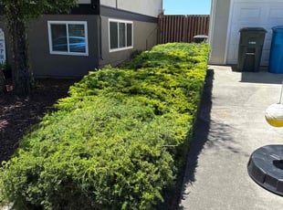 Bush Trimming by Ricky Linares for Jayson O. in Pacifica, CA