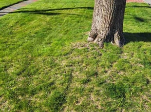 ken w.'s Lawn Mowing Service service result