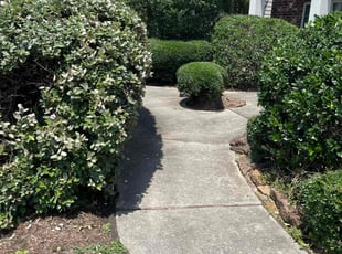 Bush Trimming by Serafin Almanza for John a. in Spring, TX