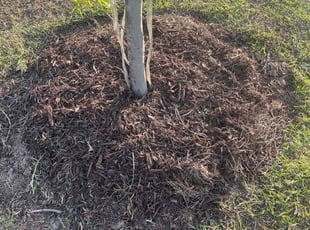 Weeding by Chase Johnson for Jordan B. in Ladson, SC