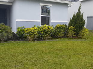 Bush Trimming by Shaun Gapp for Ryan P. in Davenport, FL