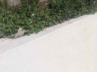 Bush Trimming by Santos Pereira for Adina L. in Los Angeles, CA