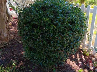 Bush Trimming by Damon Thomas for Ann S. in Hampton, VA