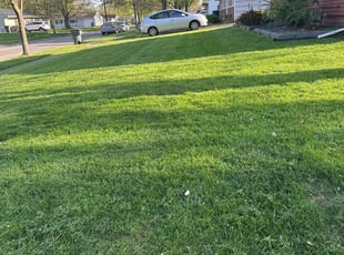 Sean O.'s Lawn Mowing service result