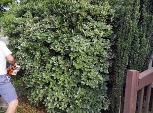 Bush Trimming by Nicole Royster for Sereniti I. in Norfolk, VA