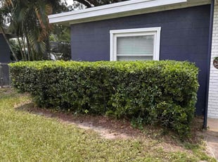 Bush Trimming by Hector Mieles for Ben W. in Orlando, FL