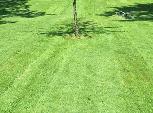 Dwayne J.'s Lawn Mowing Service service result