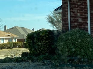 Bush Trimming by Victor Ramirez for Zhondra C. in Cedar Hill, TX