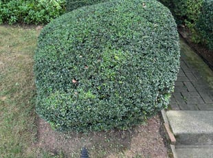 Bush Trimming by Edwin Villagran for Joan T. in Gaithersburg, MD