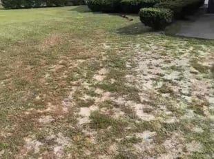 Fred W.'s Bush Trimming service result