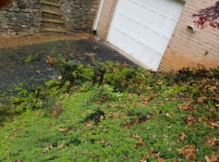 Bush Trimming by Miguel Santos for Raymond H. in Rockville, MD