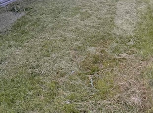 Cleanups by Zachery Riedberger for Paul S. in Big Lake, MN