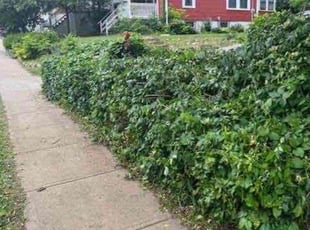 Bush Trimming by Zachary Herring for Mickayla I. in Kansas City, KS