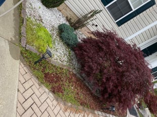 Bush Trimming by Darryl Blanchard for Chauncey B. in Bowie, MD