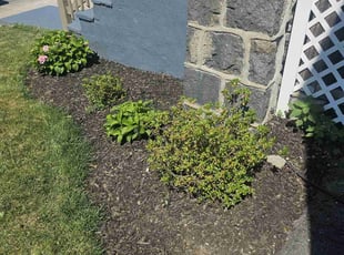 Weeding by Albert Brown for Rebecca M. in Boston, MA