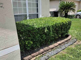Bush Trimming by Willie Carmichael for Gage B. in Apopka, FL