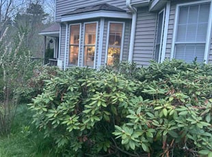 Bush Trimming by Tara Hanson for Supriya S. in Seabrook, NH