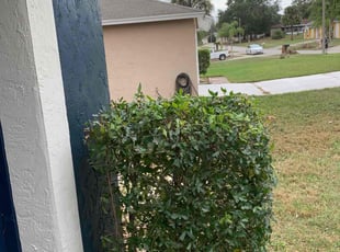 Jonathan W.'s Bush Trimming service result