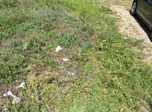 Bush Trimming by Bruce Peterson for Javier V. in Jacksonville, FL