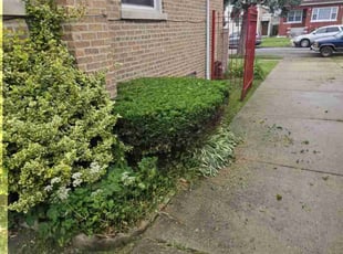 Bush Trimming by Israel Vazquez for Carina O. in Chicago, IL