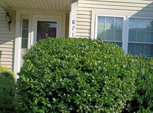 Bush Trimming by Lara Rahmani for Stephen B. in Alexandria, VA