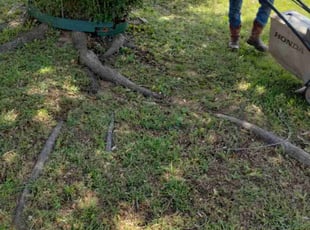 Leaf Removal by John Brown for Andrew G. in McKinney, TX