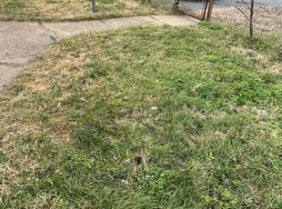 Leaf Removal by Dimas Lopez for David M. in Baltimore, MD