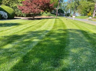 Jenny V.'s Grass Cutting service result