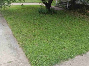 Dianne R.'s Lawn Mowing service result