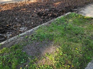 Cleanups by Devon Steed for Harmony P. in Pontiac, MI