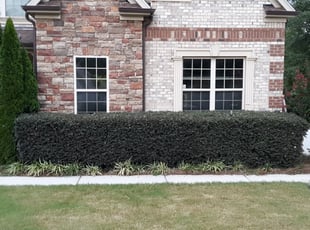 Bush Trimming by Bryan Elliott for Thomas G. in McDonough, GA