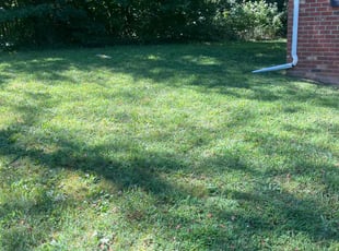 Chico M.'s Grass Cutting service result