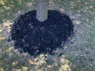 Mulching by Lacy Dixon for Angela W. in San Antonio, TX