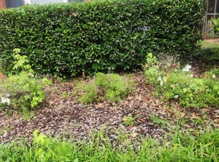 Bush Trimming by Carlos Wright for Tyler N. in Lawrenceville, GA