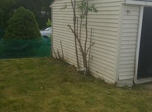 Bush Trimming by Jerome Glenn for Patricia H. in Milwaukee, WI