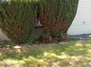 Bush Trimming by Robert Marsico for Chris D. in Portland, OR
