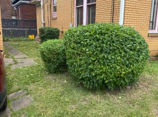 Bush Trimming by Tefel Rivera for Sharon F. in Cleveland, OH