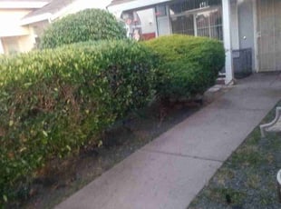 Bush Trimming by Jason Vizenor for Jane K. in Sacramento, CA