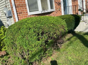 Bush Trimming by Norberto Soto for Ricky R. in Philadelphia, PA