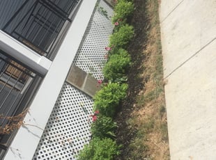 Landscaping by Derek Washington for Talia P. in Washington, DC