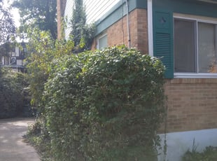Bush Trimming by Terrance North for Mary B. in Cincinnati, OH