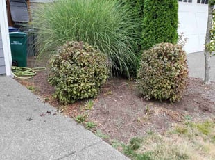 Bush Trimming by Coben Varland for Tom w. in Kirkland, WA