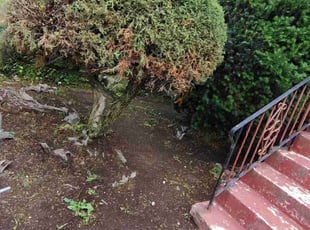 Bush Trimming by Manuel Nuñez for Laquetia A. in Chicago, IL