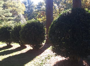 Bush Trimming by Royal Scenery LLC for Craig S. in Raleigh, NC